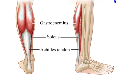 calf muscles - soleus