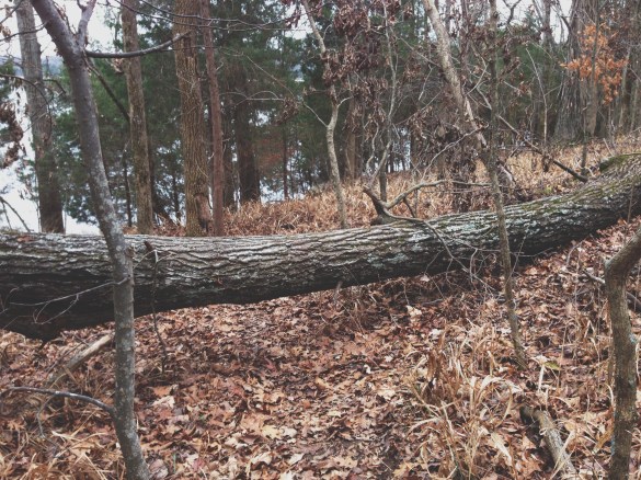 Tree blocking trail at Long Hunter State Park